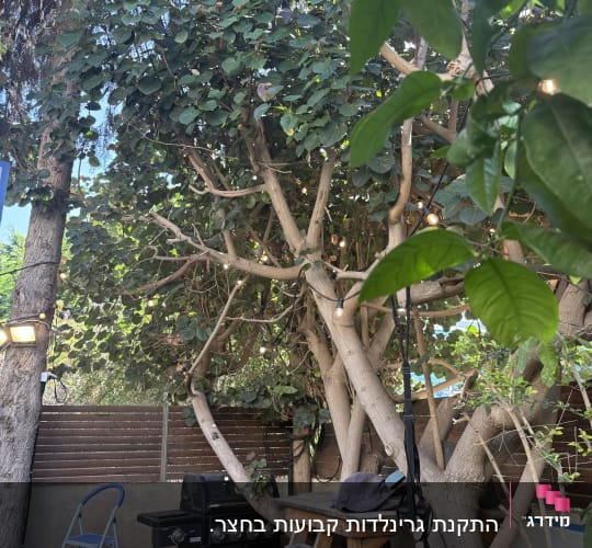 עץ גדול עם גריל, סולם ושולחן עץ בחצר